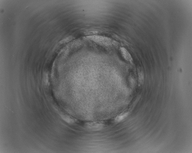 X0000077370331200611031917