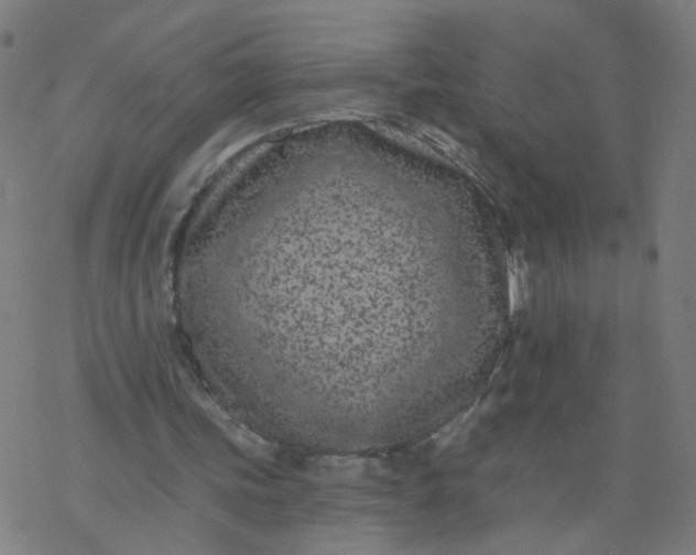 X0000077370339200611031917