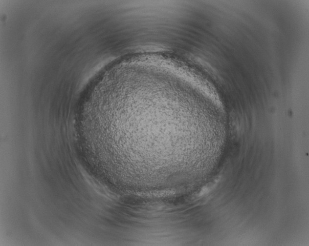 X0000077370351200611031917