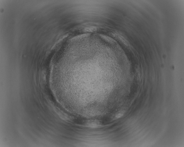 X0000077370363200611031917