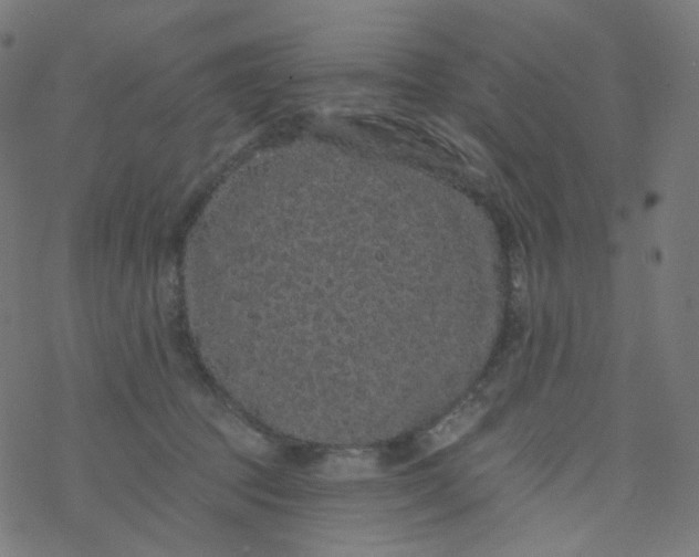 X0000077370369200611031917