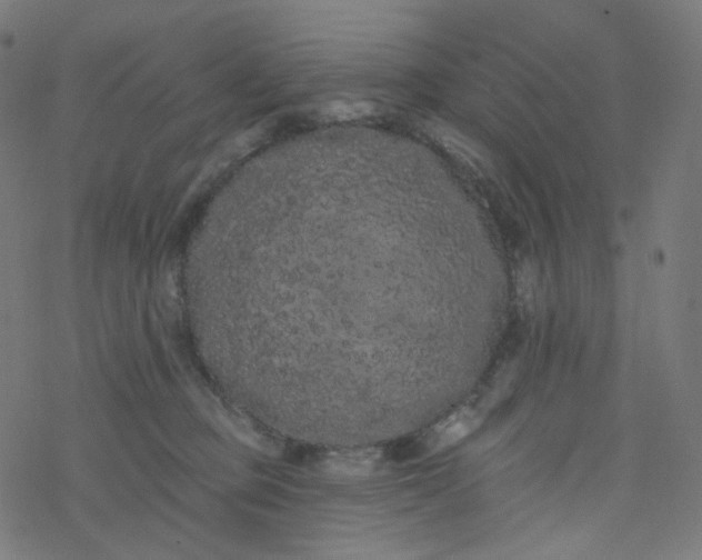 X0000077370373200611031917