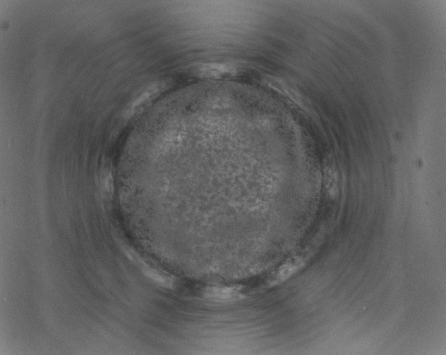 X0000077370375200611031917