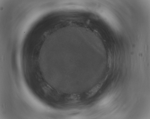 X0000077370383200611031917