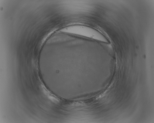 X0000077370386200611031917