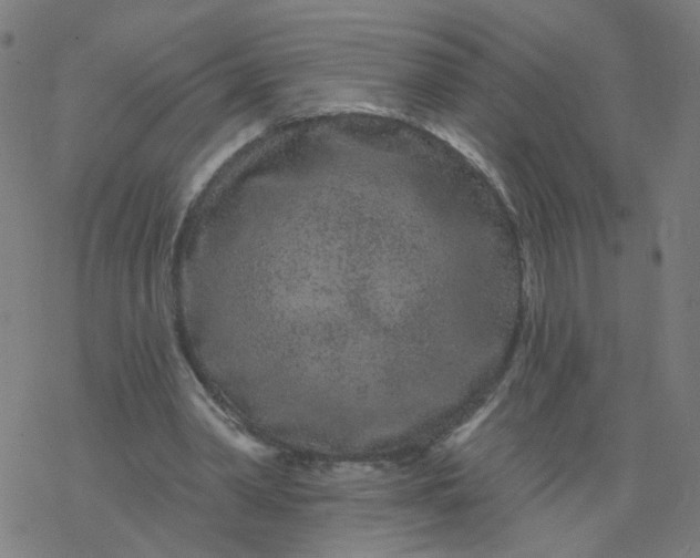 X0000077370390200611031916