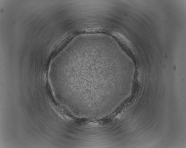 X0000077370405200611031916