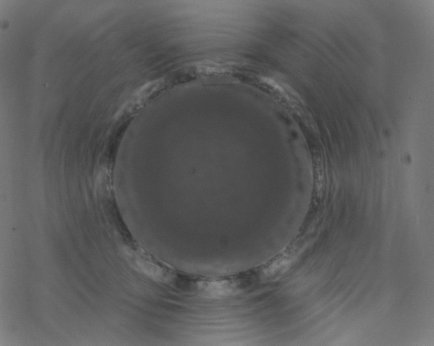 X0000077370419200611031916