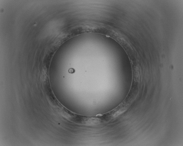 X0000077370463200611031915