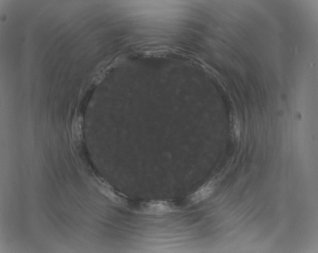 X0000077370475200611031916