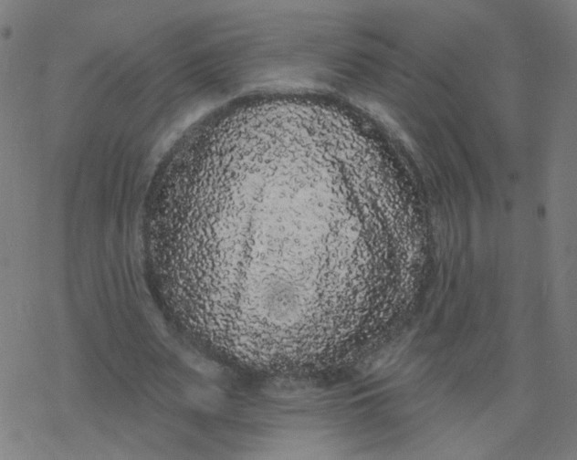 X0000077370487200611031915