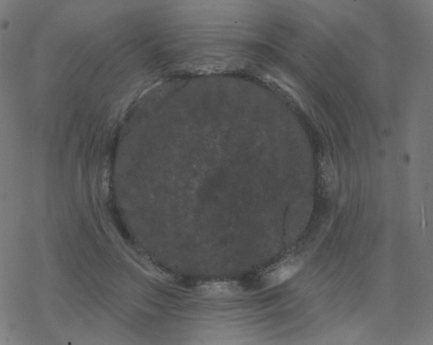 X0000077370499200611031915