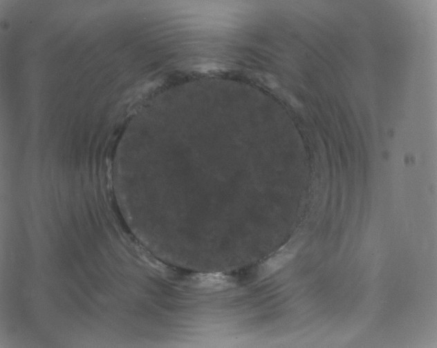 X0000077370528200611031914