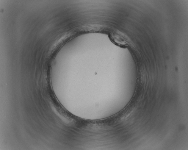 X0000077370538200611031914