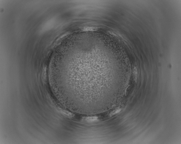 X0000077370554200611031914