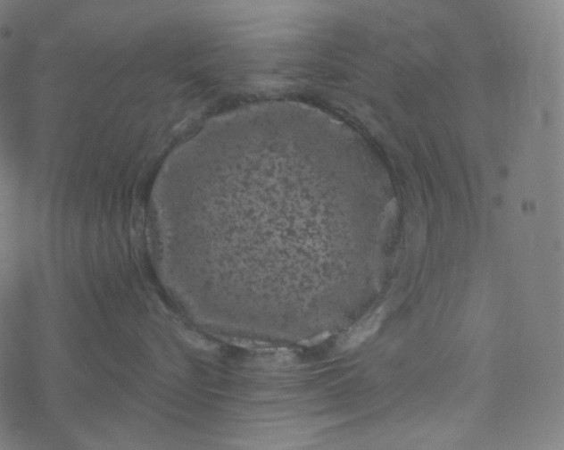 X0000077370576200611031914