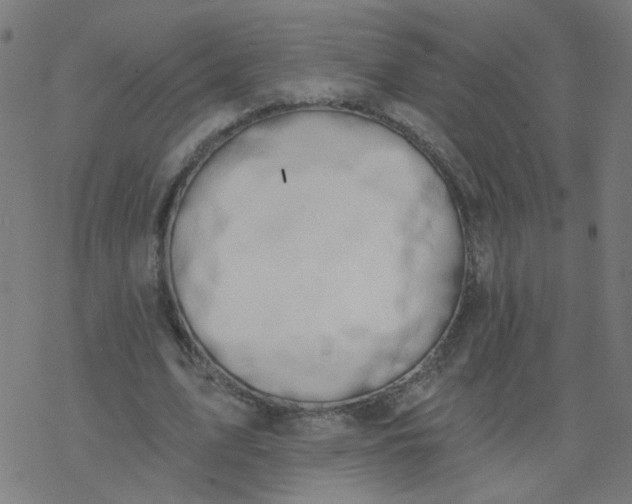 X0000077370583200611031913