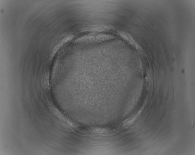 X0000077370585200611031913