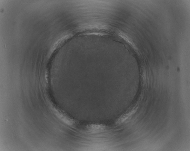 X0000077370590200611031913