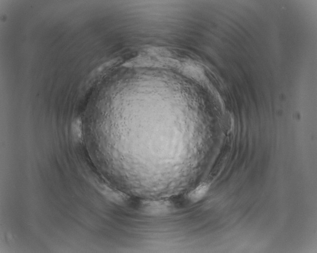 X0000077370621200611031913