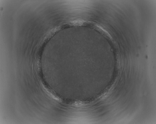 X0000077370641200611031912