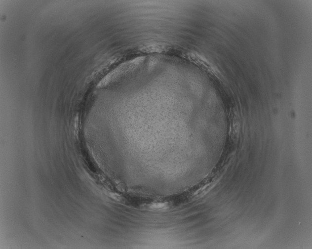 X0000077370647200611031912