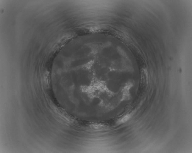 X0000077370650200611031912