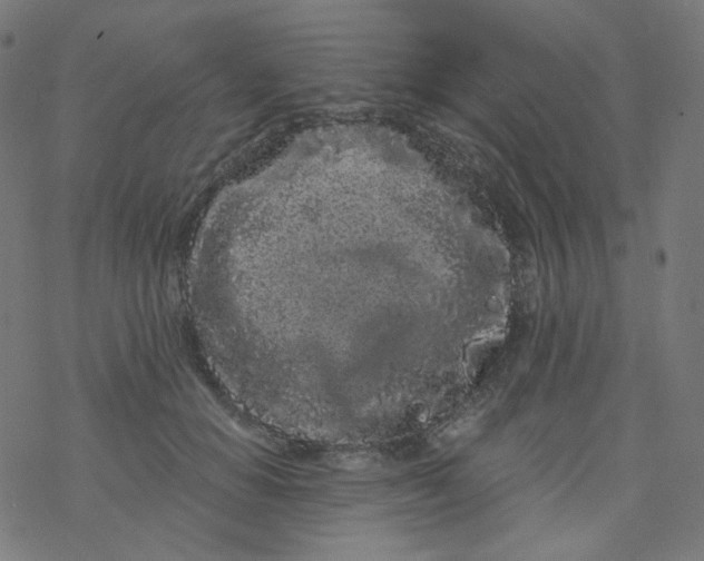 X0000077370654200611031912