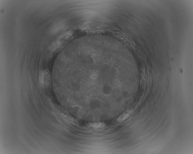 X0000077370659200611031912