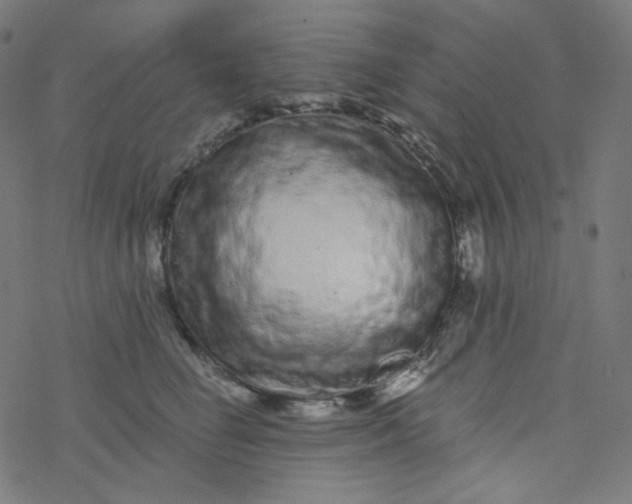 X0000077370662200611031912