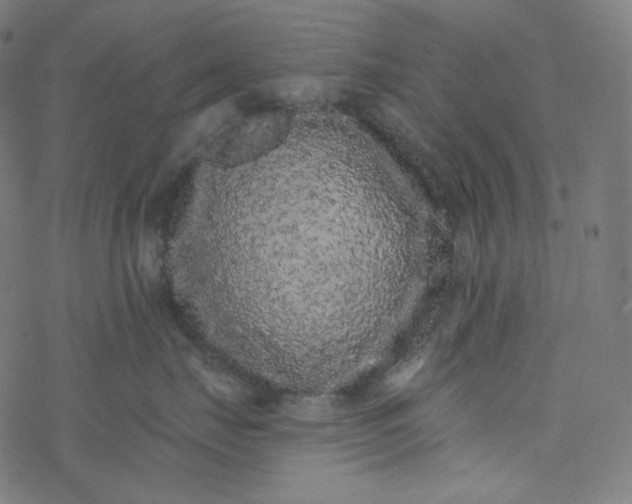 X0000077370671200611031913