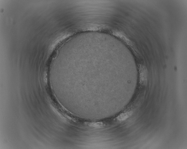 X0000077370683200611031912