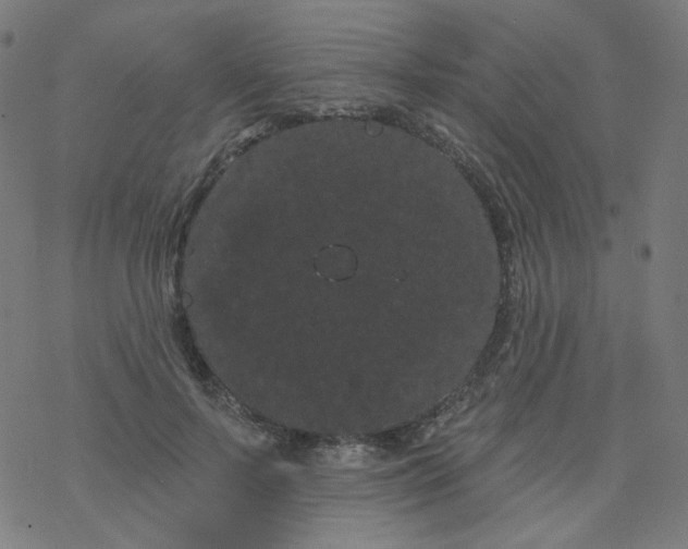 X0000077370695200611031911