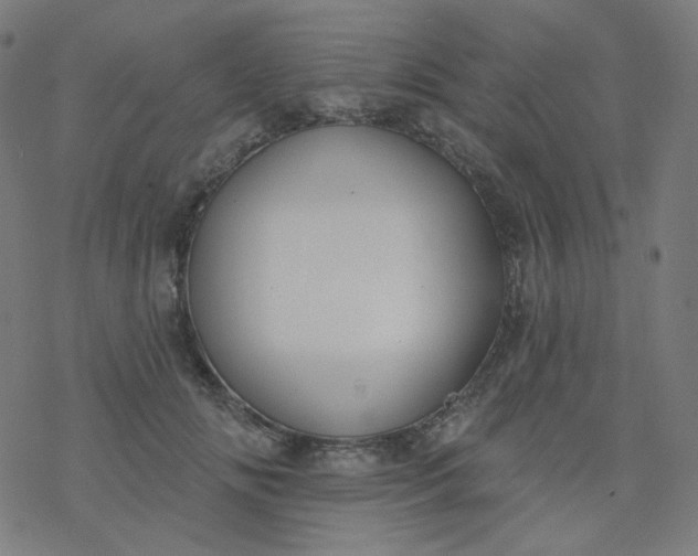 X0000077370702200611031911