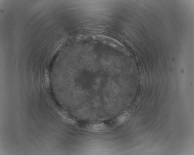 X0000077370716200611031911