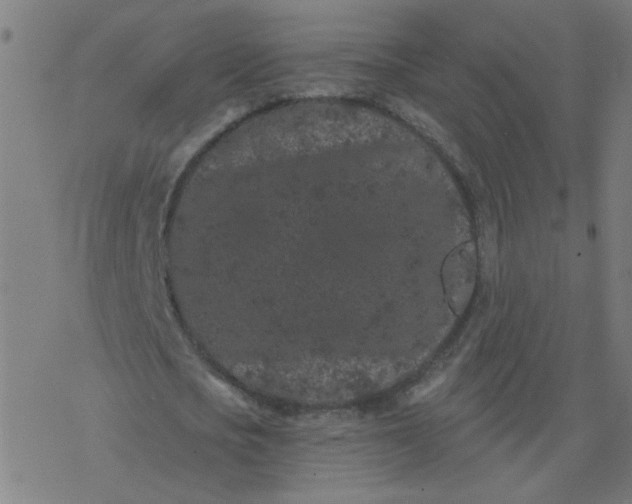 X0000077370721200611031910