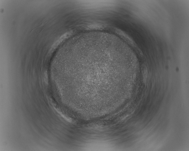 X0000077370729200611031910