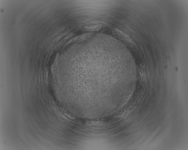 X0000077370745200611031911