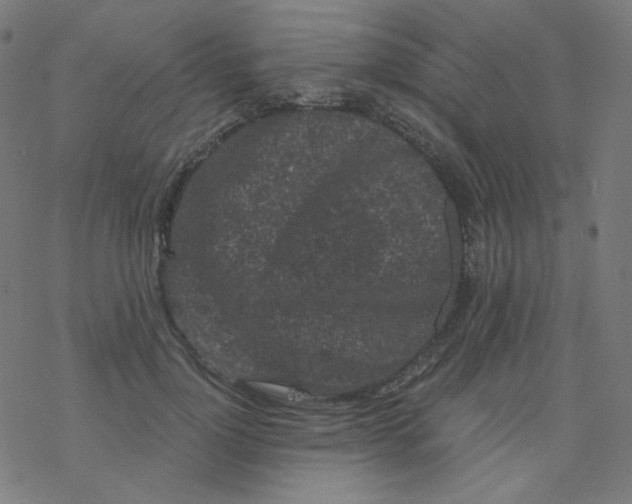 X0000077370748200611031911