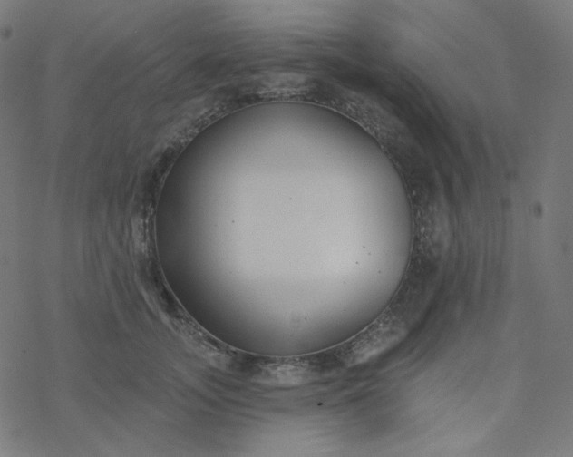 X0000077370755200611031911