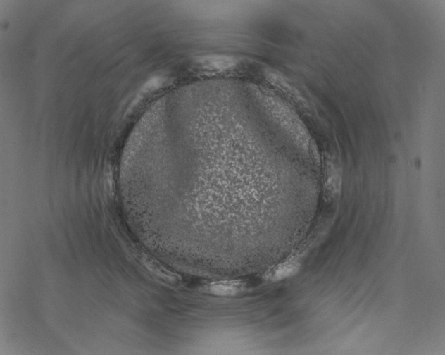 X0000077370758200611031911