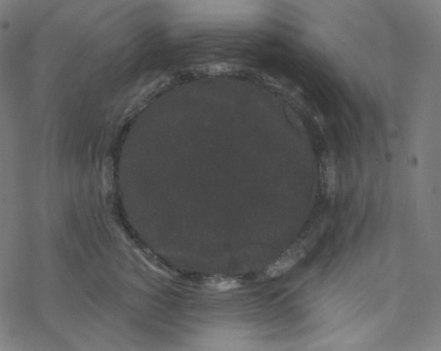 X0000077370760200611031911