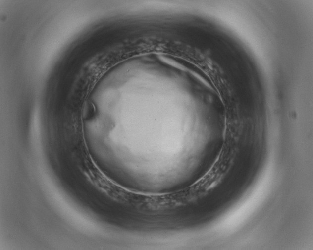 X0000077370765200611031911