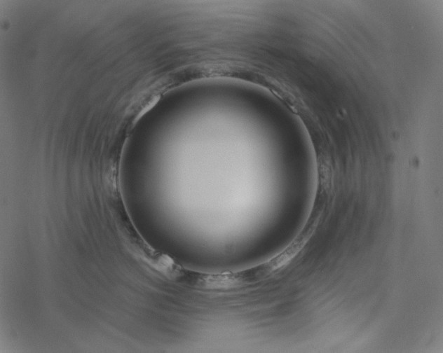 X0000077370766200611031911