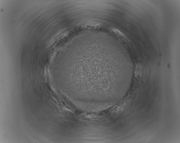 X0000077370774200611031910