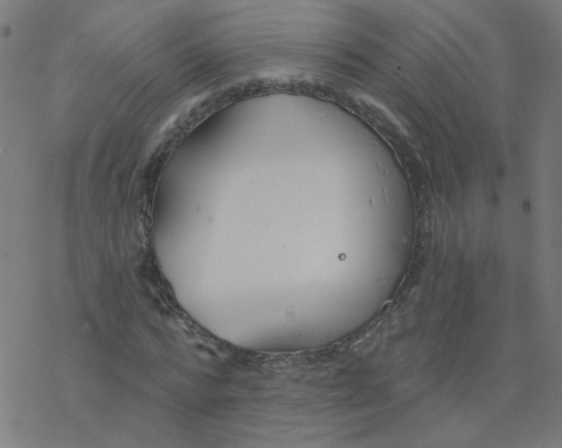 X0000077370776200611031910