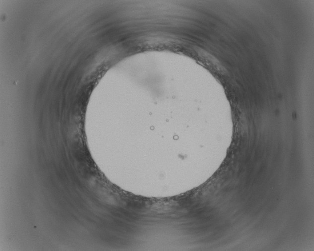 X0000077370824200611031909