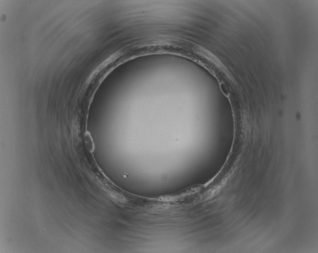 X0000077370826200611031909