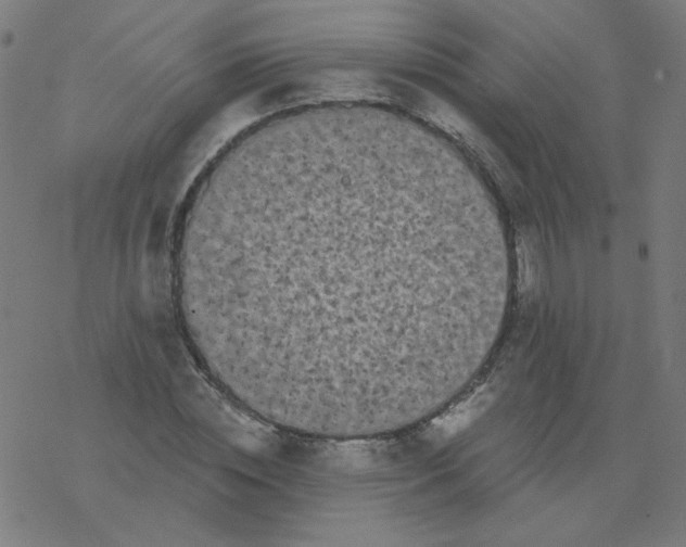 X0000077370828200611031909