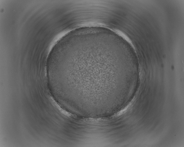 X0000077370831200611031909